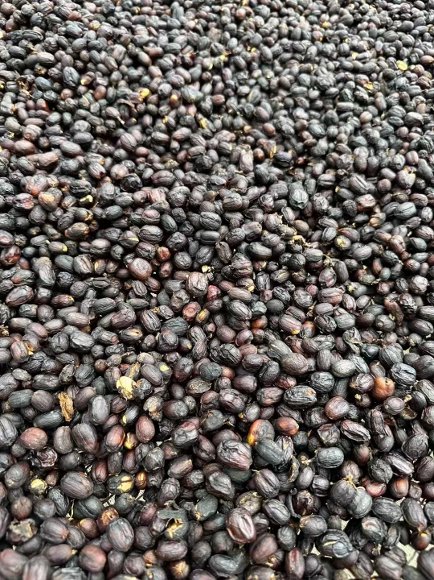 Dark coffee beans gathered in a dense pile