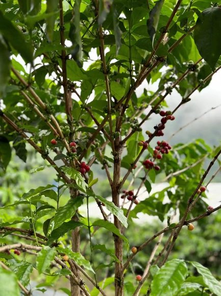 Coffee tree branches with cherries among green leaves