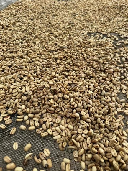 Light dry coffee beans spread over a dark surface