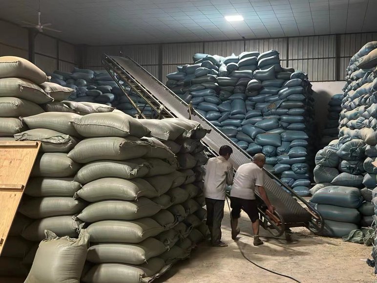 Coffee sacks stacked in a warehouse handling space